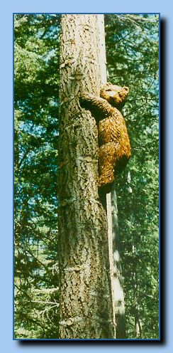 2-42 bears attached to tree-archive-0002